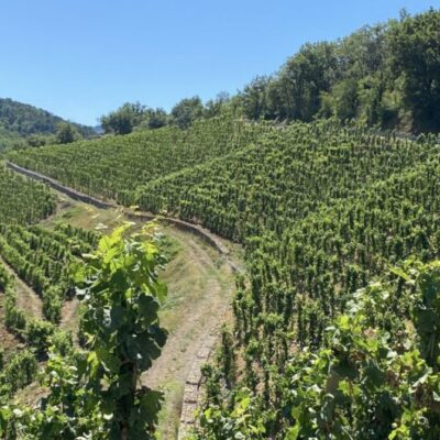 vigne terrasse rhône nord